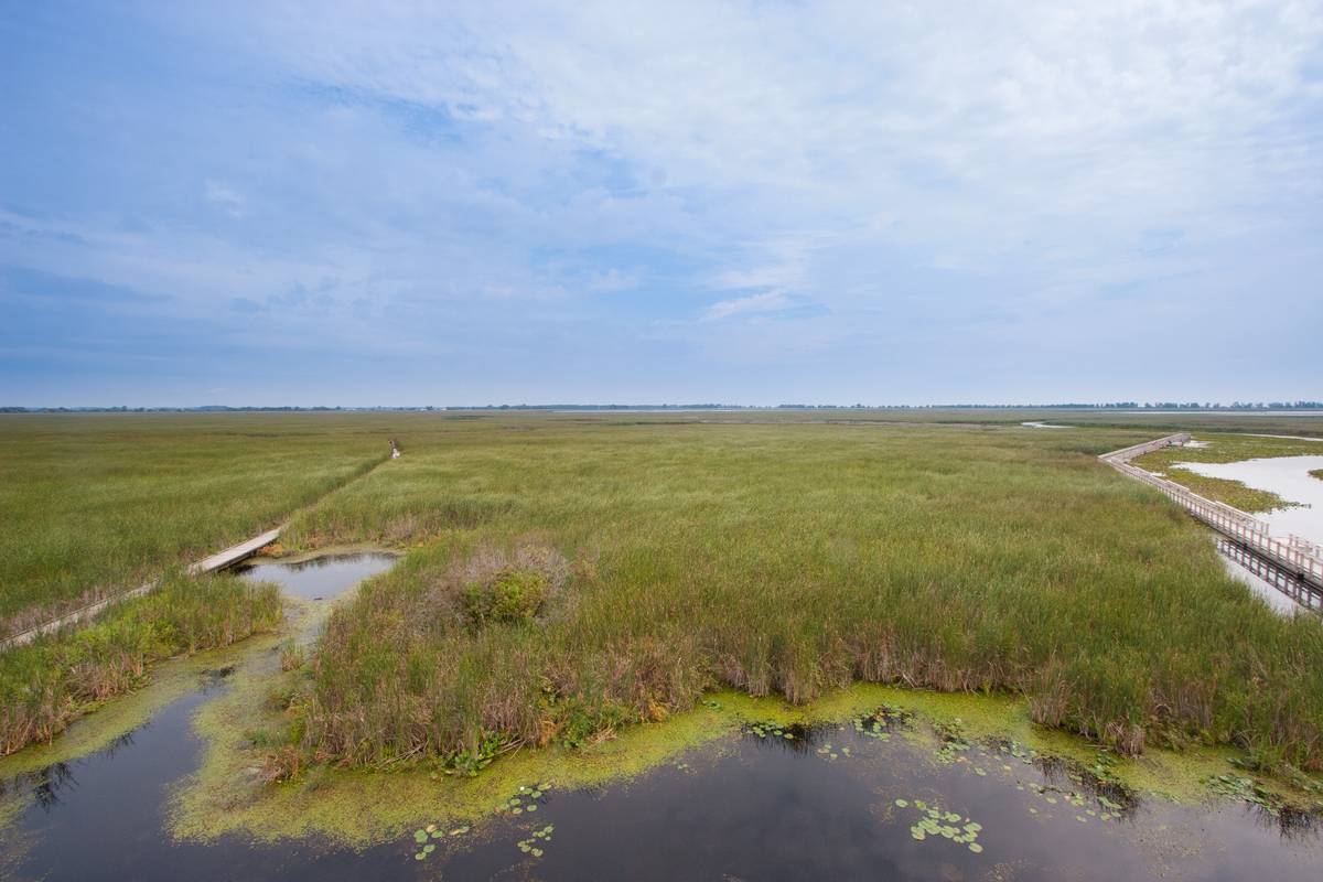 Marsh Boardwalk