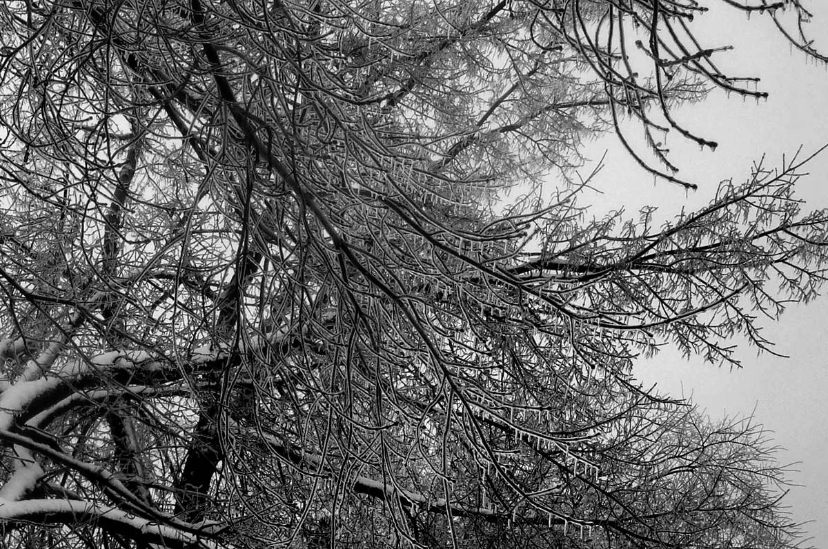 Icecles form on tree branches and twigs after a freezing rain