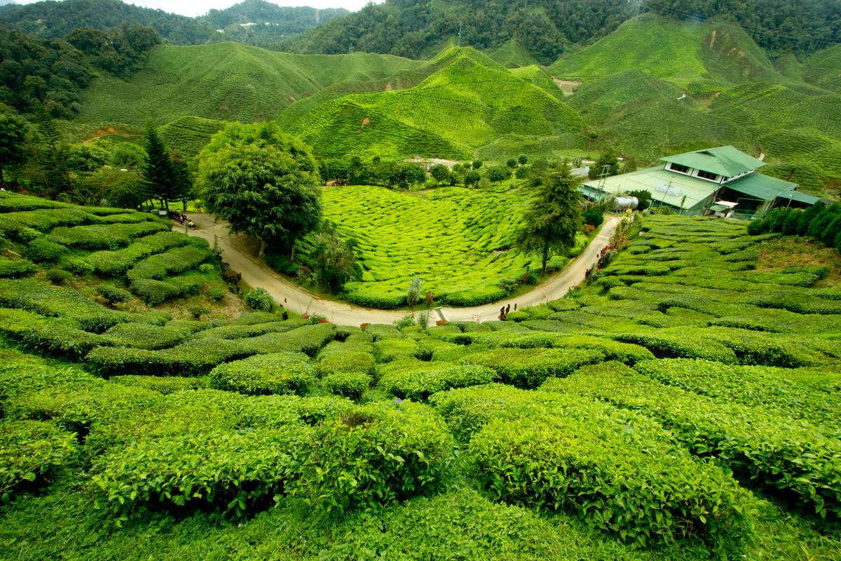 A path meanders through Bharat Tea Plantations on Cameron Highlands.