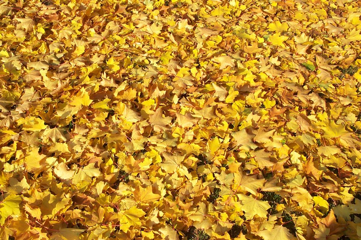 Yellow autumn leaves on the ground, shined on brightly by the Sun