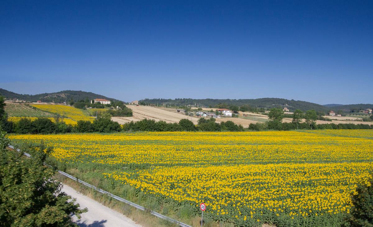 A sunflower farm outside Siena