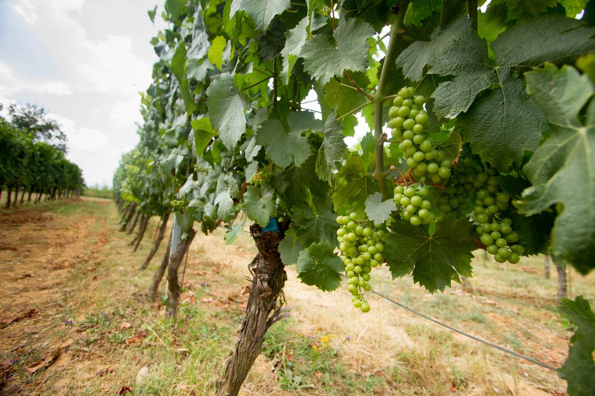 We had a wine tasting lunch at a Tuscan farmhouse somewhere between Pisa and Florence. Our unusually enthusiastic (an accurate description and you can [see for yourself](http://www.youtube.com/watch?v=74G4j9893uI)) guide introduced us to the various types of grapes used for different types of wines, one of the more memorable ones named *gasolin*. Yes, it tasted like it sounds