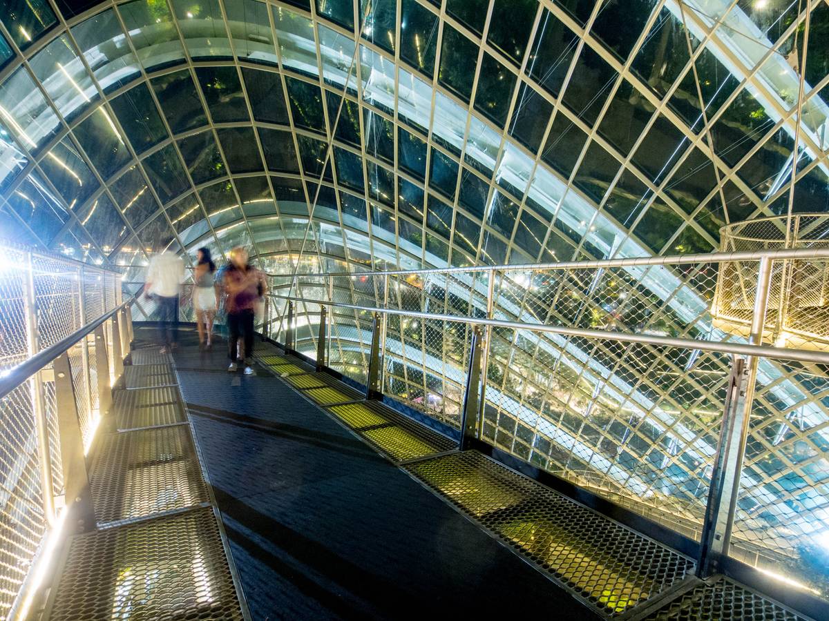 Inside the Cloud Forest