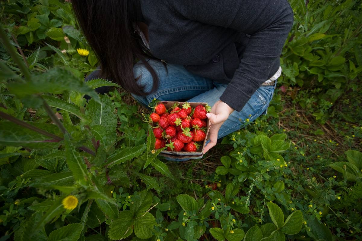 Jas holds a small box of strawberries picked in Fergus Gardens