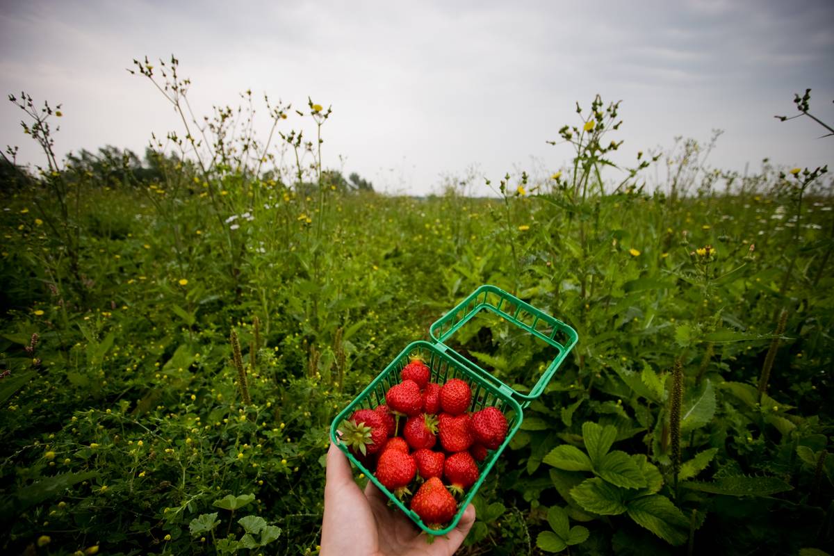 I hold a square bucket of strawberries up high above a strawberry field