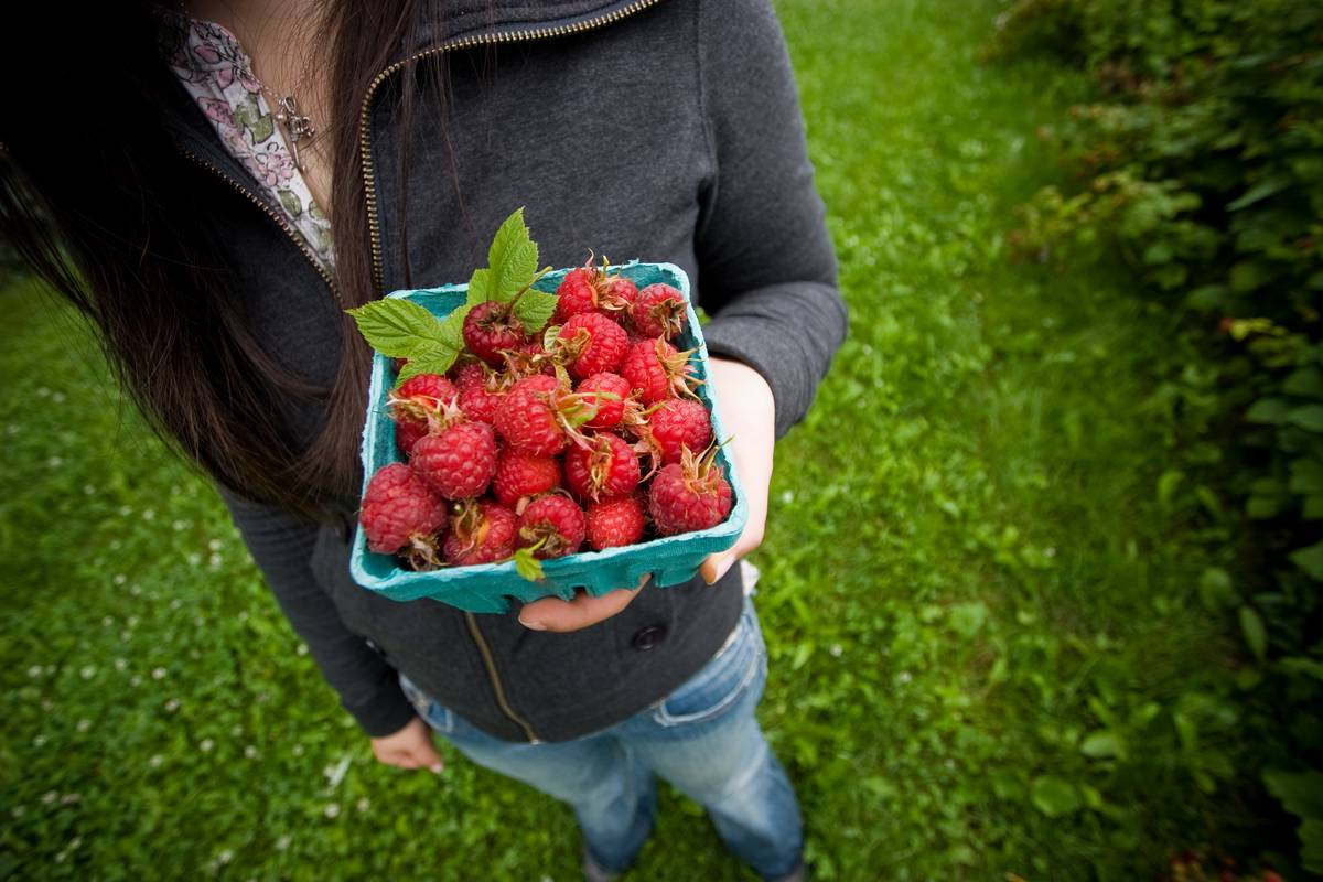 Jas holds a small box of raspberries picked in Fergus Gardens