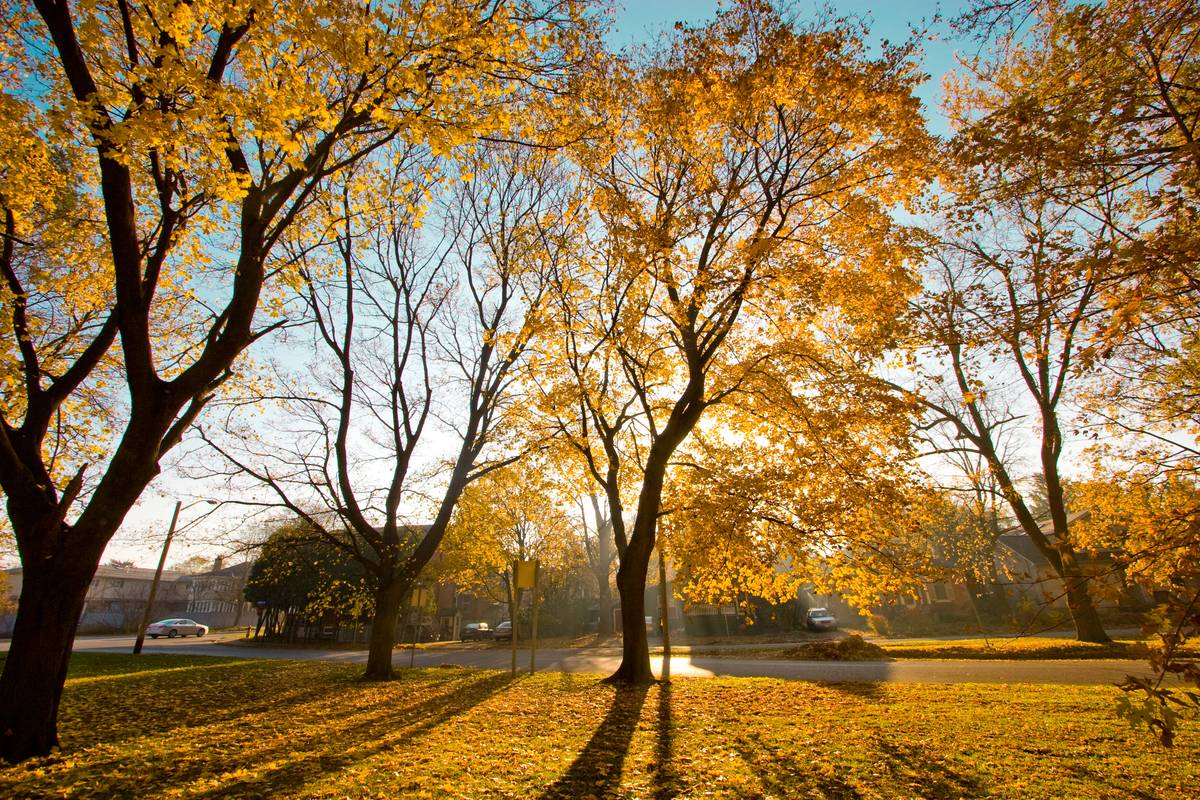 A large tree in autumn as sun rays penetrates its foliage, creating a yellow aura and a dark, long shadow towards the camera