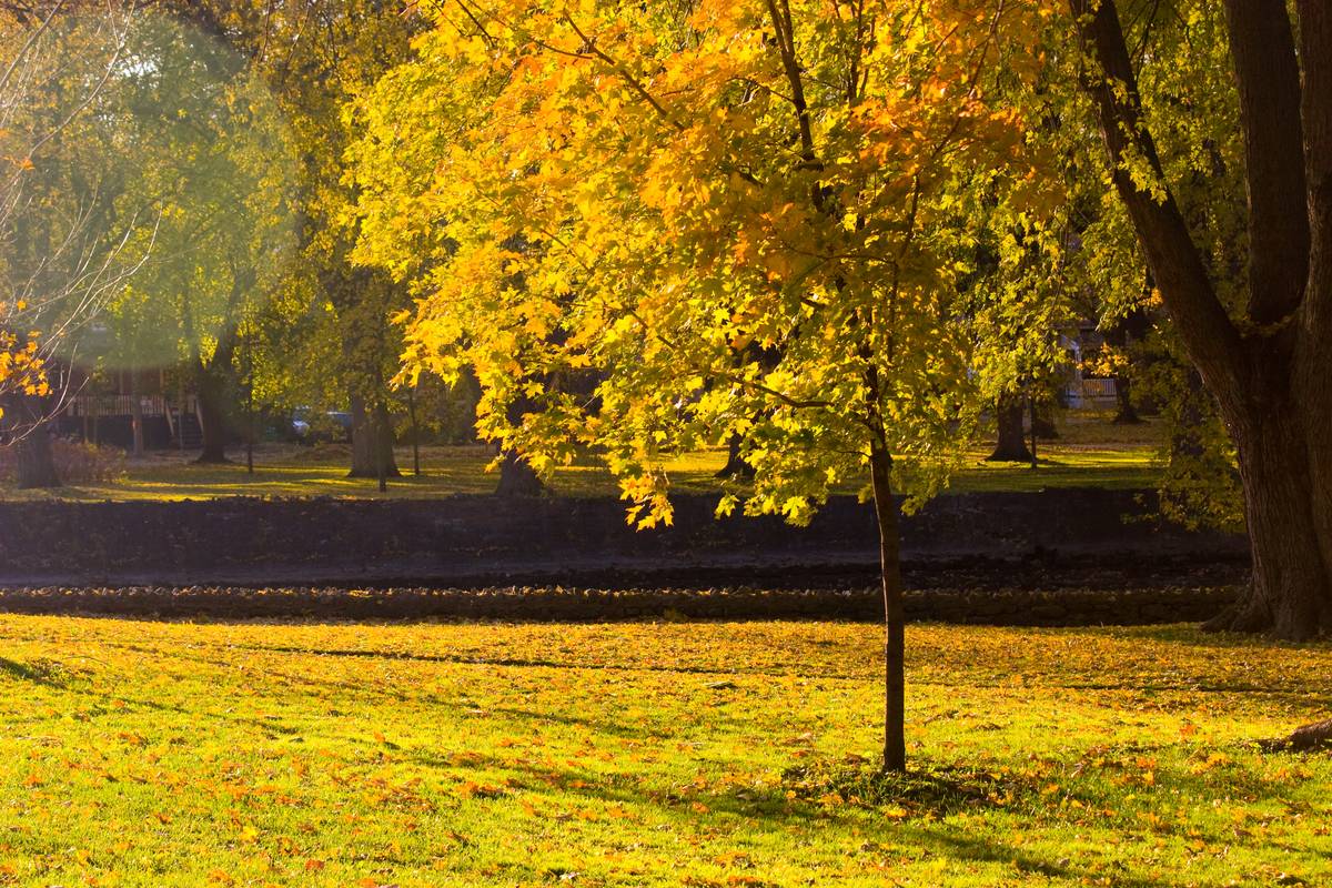A small maple tree standing alone in the middle of a field