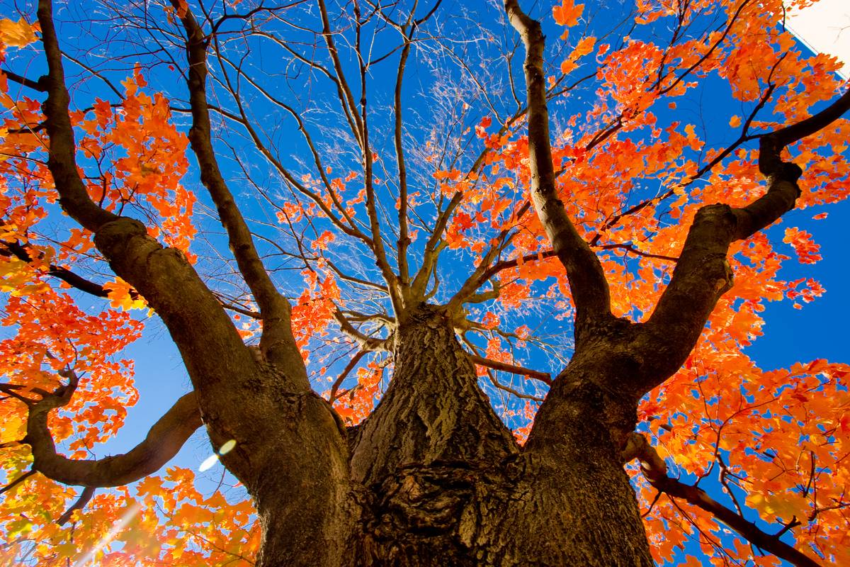 Looking up to a maple tree in the autumn, leaves red and only half of them remaining