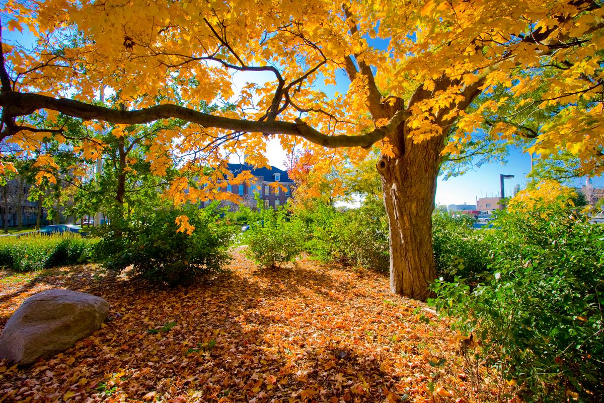 A tree spanning widely in complete yellow autumn leaves, covering the ground with a thick layer of brown leaves. The sun shines through and illuminates the scene from behind