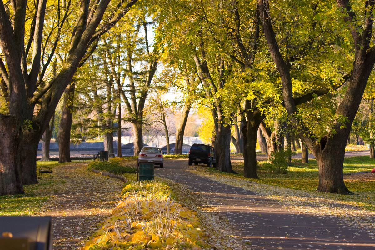 Two rows of trees in yellow and hint of green line a path at the university
