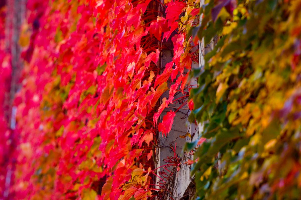 Red leaves cover a facade of a building