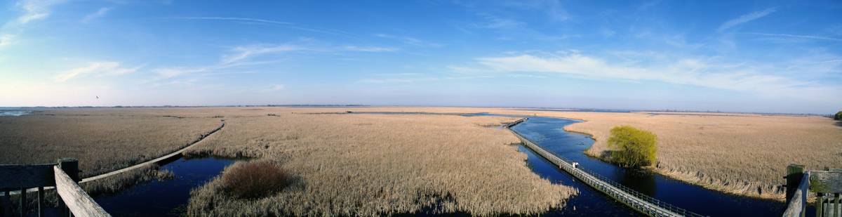 Point Pelee marshes