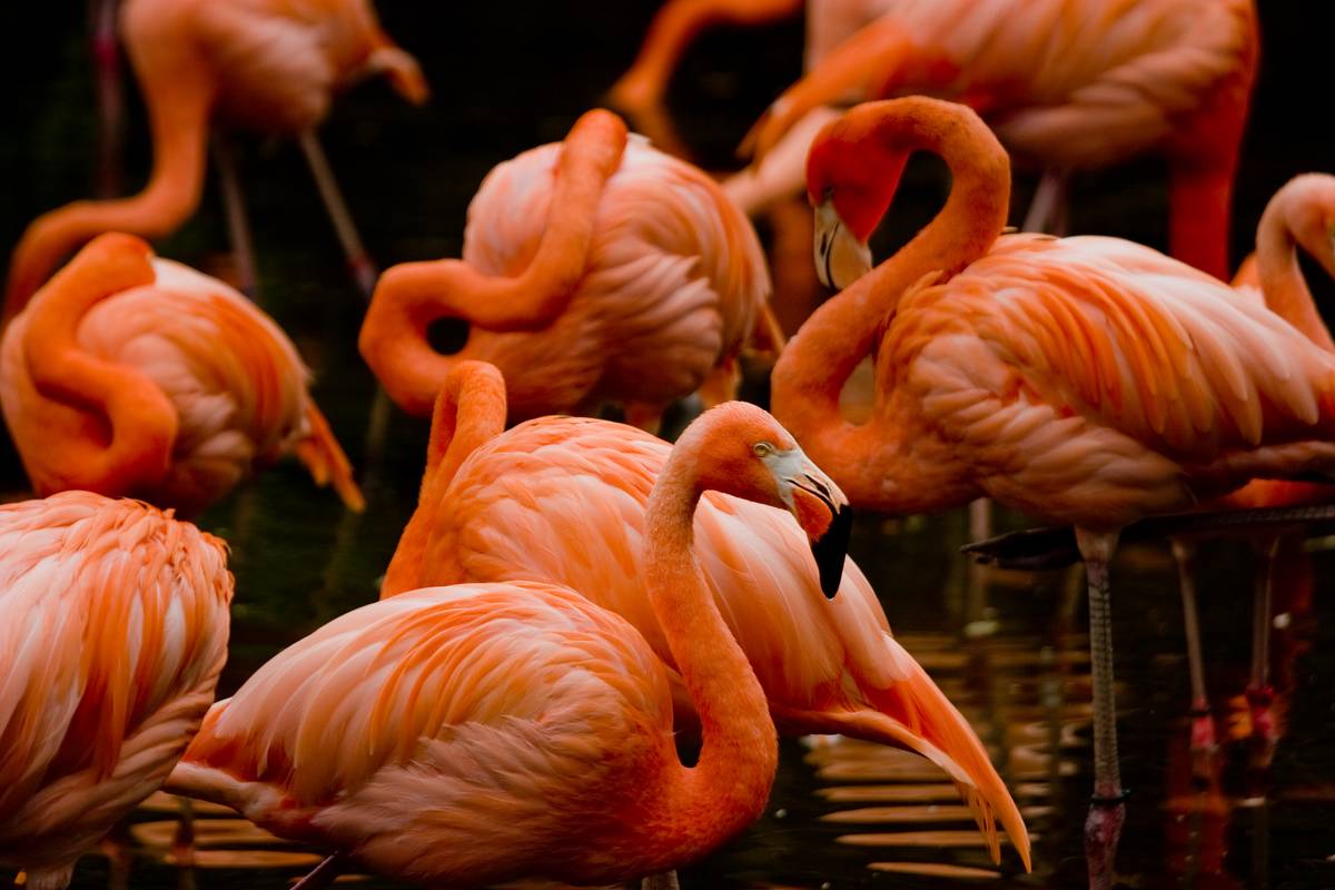 Flamingos near the Mayan Temple Ruin, in the Americas section