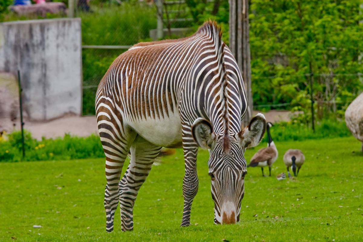 Zebras in the Savanna section