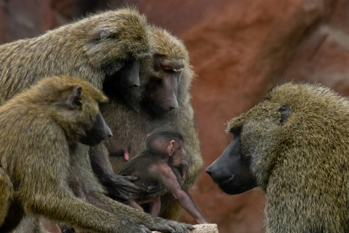 Baboons in the Savanna section