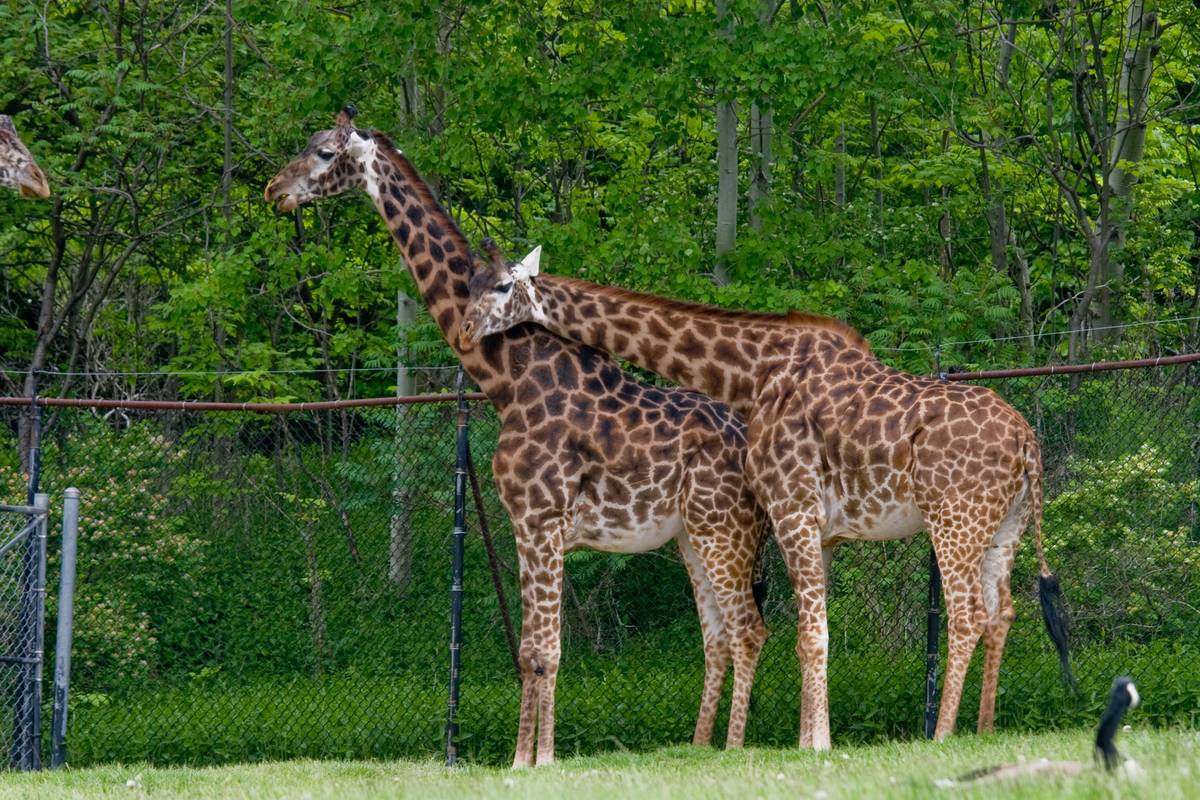 Giraffes Savanna section