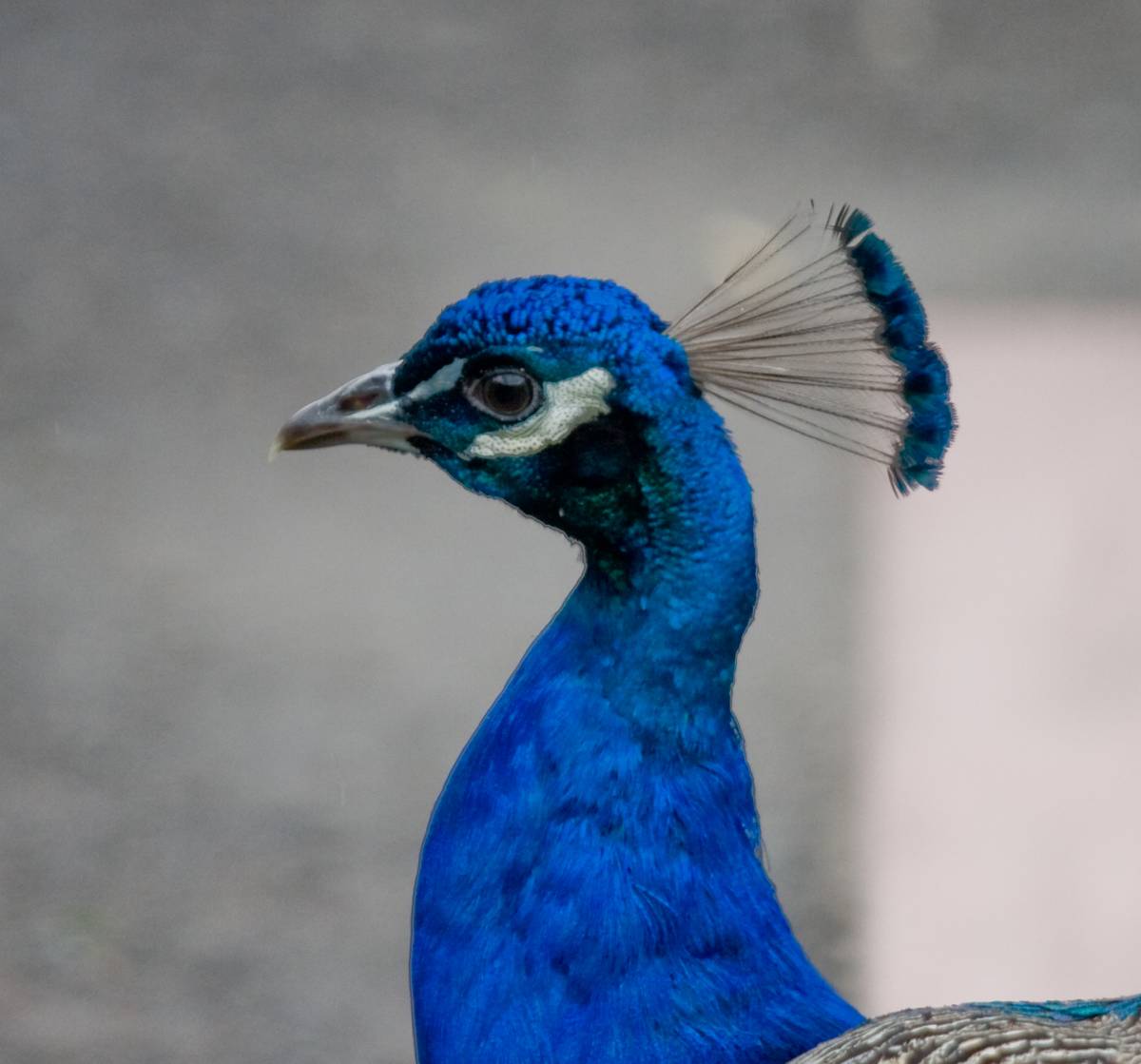Peacocks roamed free all over the zoo