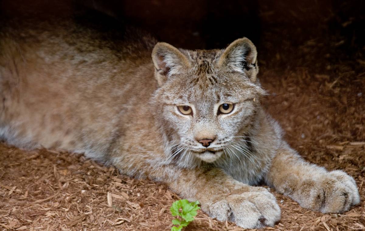 Canadian lynx in the Canadian section