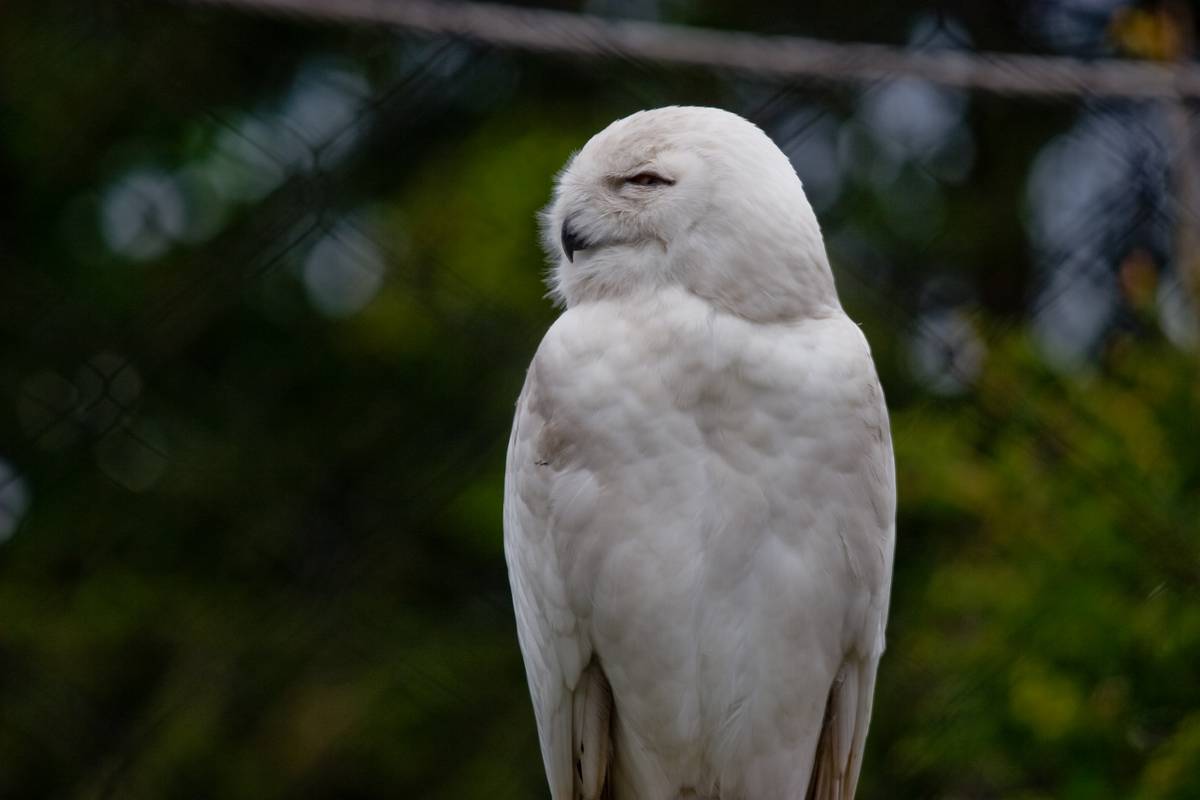 Snowy Owl in the Tundra section