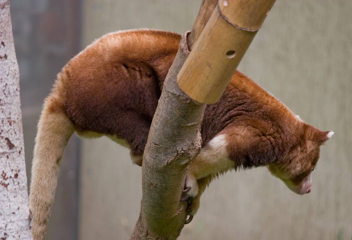 Tree Kangaroo in the Australasia section